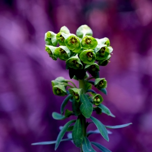 Bouquet de fleurs vertes sur fond mauve - Belgique  - collection de photos clin d'oeil, catégorie plantes